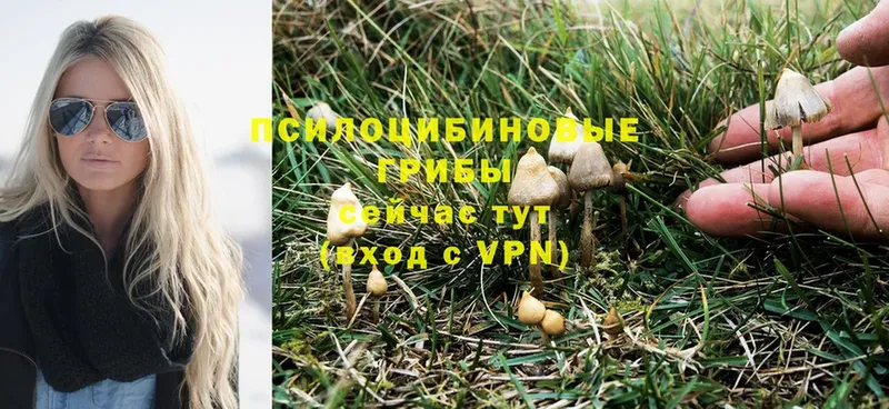 Псилоцибиновые грибы Psilocybine cubensis  купить наркоту  Серафимович 